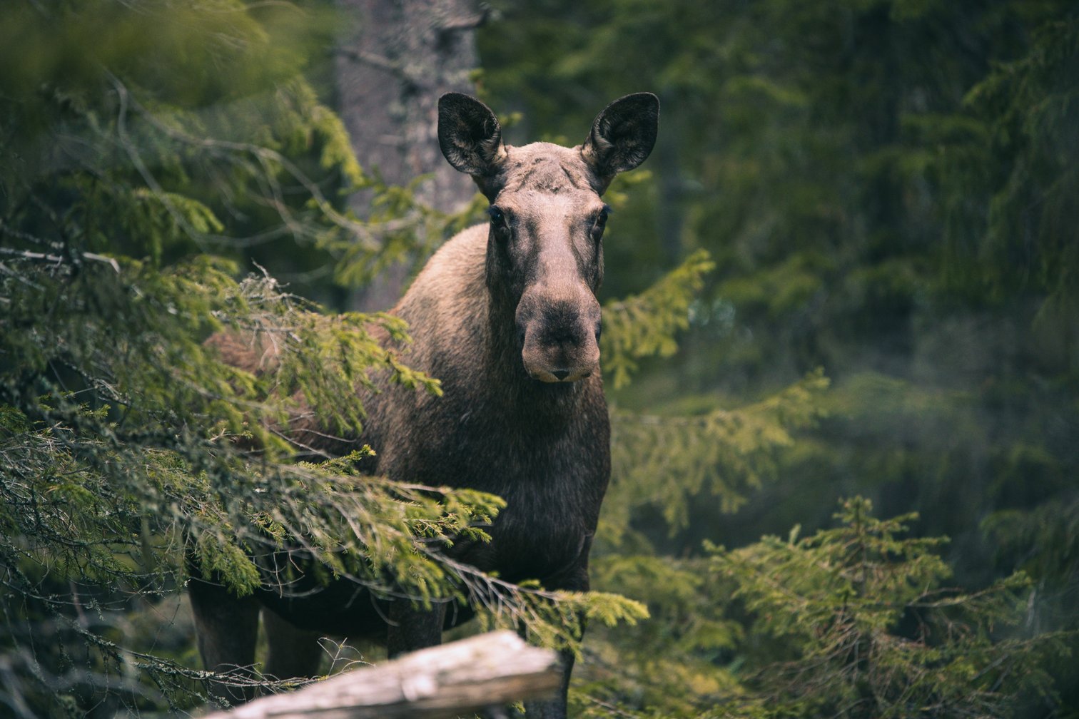 Chasse